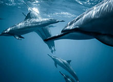 半岛体育-开云体育在线：在信任与激情之间，打造极致的体育娱乐新体验